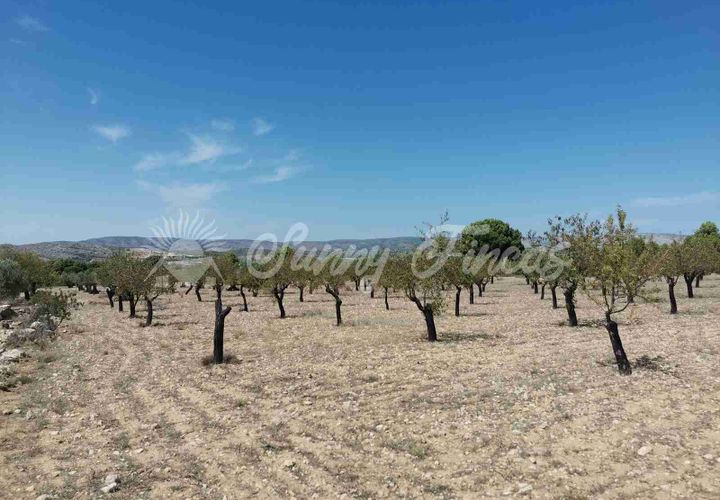 Terra a Biar, Alicante, Biar - € 49.995 | Ref: SF0427 - foto 1